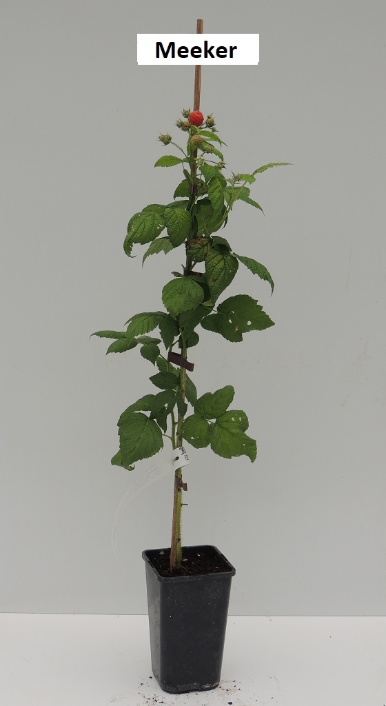 Rubus idaeus 'Meeker'