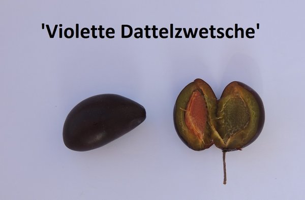 Prunus domestica 'Violette Dattelzwetsche'