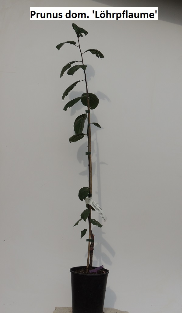 Prunus dom. 'Löhrpflaume'