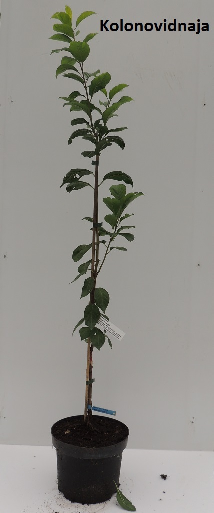 Prunus dom. x cerasus 'Kolonovidnaja'