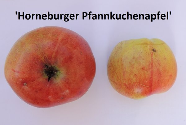 Malus 'Horneburger Pfannkuchenapfel'