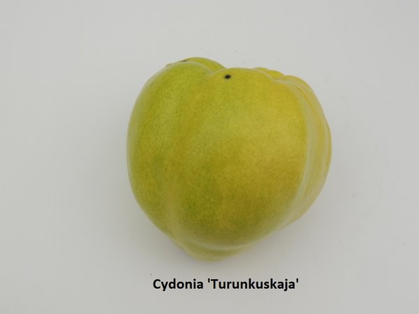 Cydonia 'Turuncuskaja'
