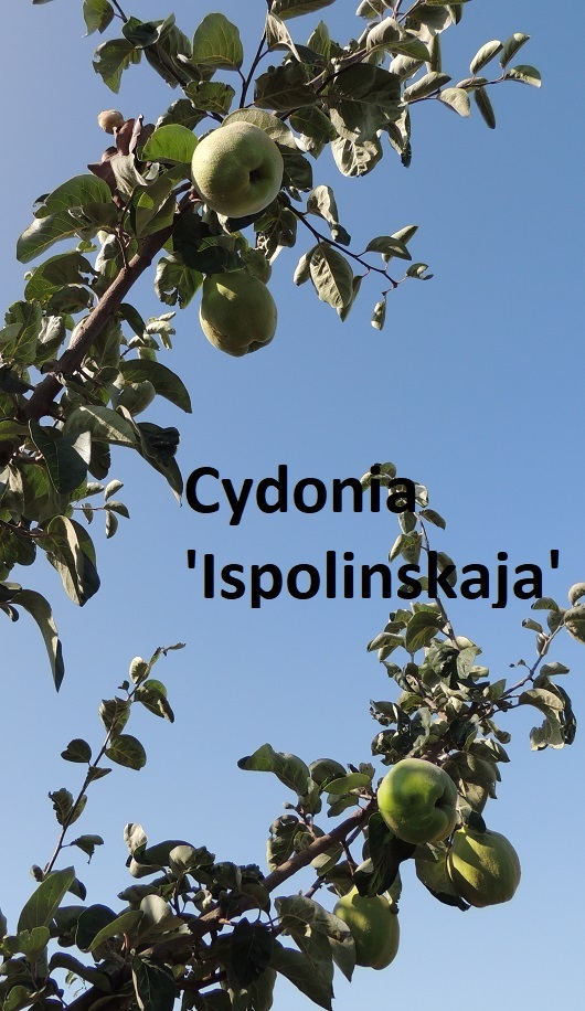 Cydonia 'Ispolinskaja'