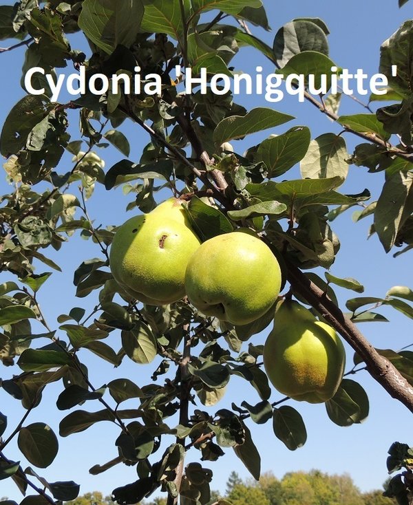 Cydonia 'Honigquitte'