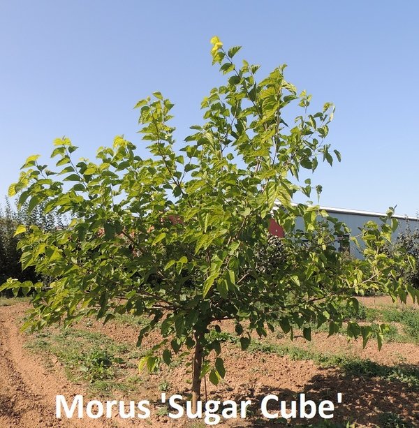 Morus alba 'Sugar Cube'