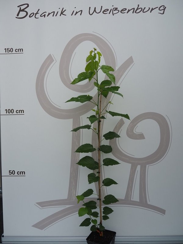 Morus latifolia 'Spitak Dut'